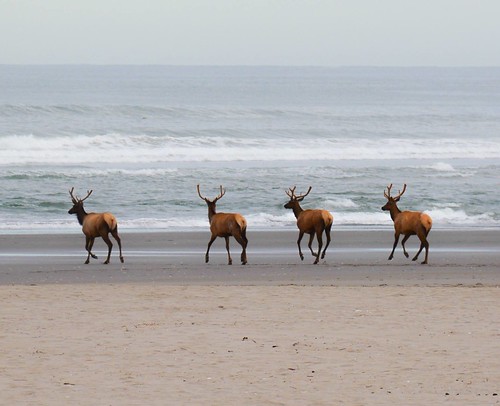 elk on the beach