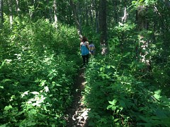 Overgrown Freeman Trail 