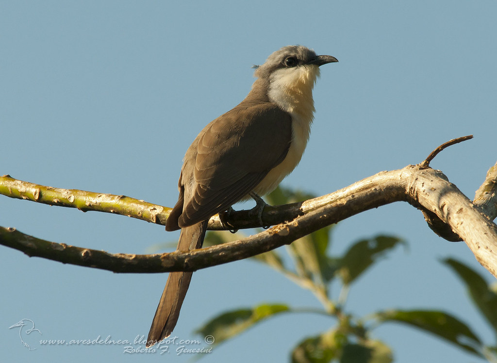 Cuclillo canela (Dark-billed Cuckoo) Coccyzus melacoryphus
