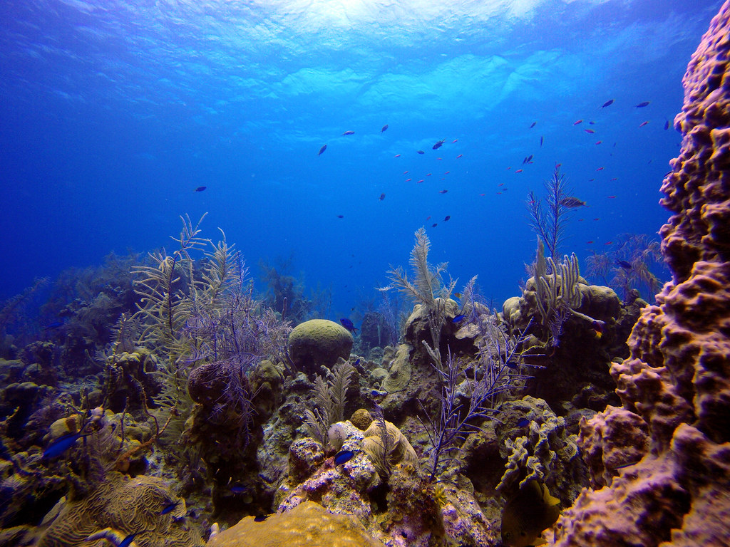 Los 10 arrecifes de coral más fascinantes del planeta