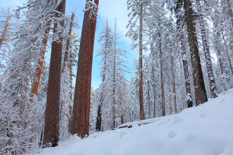 IMG_6850 Tuolumne Grove of Giant Sequoias