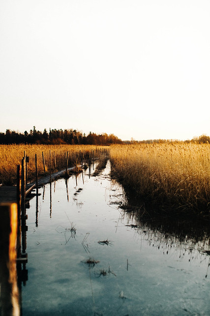 Viikin-Vanhankaupunginlahden luonnonsuojelualue