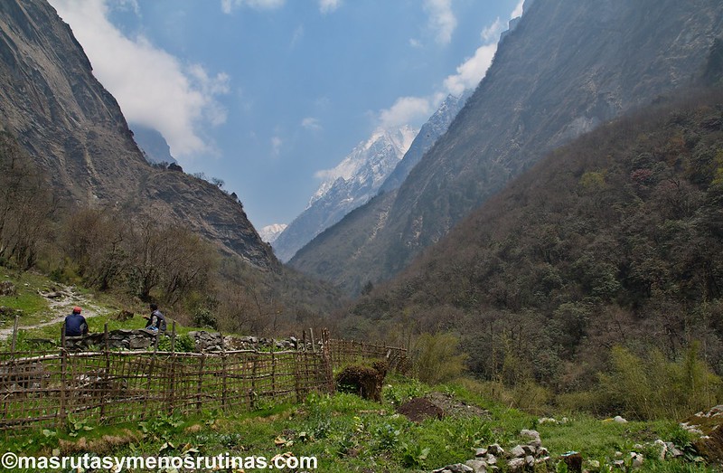 Trek ABC. De Sinuwa (2320 m) a Deurali (3150 m) - NEPAL 2016. Trek al Annapurna Sanctuary (ABC) (9)