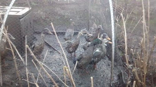 muddy ducks Dec 16 (1)
