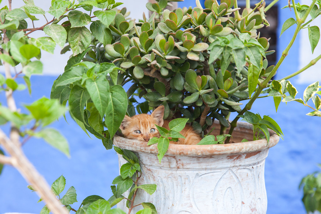 Kitten plant