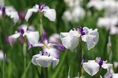 Iris flowers in Koishikawa Korakuen