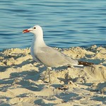 Punta Prima Gull