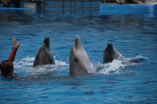 Dolphin performance at Tianjin Ocean Park, China June 2014