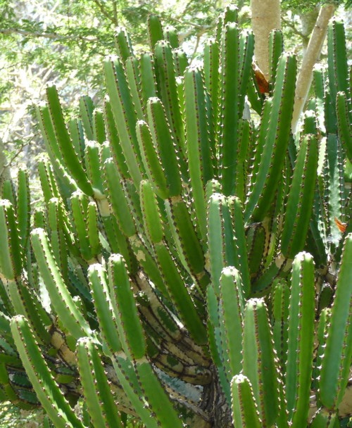 Euphorbia tetragona 32034919956_d5bd051773_o