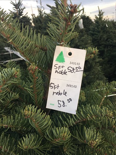 pine tree for sale