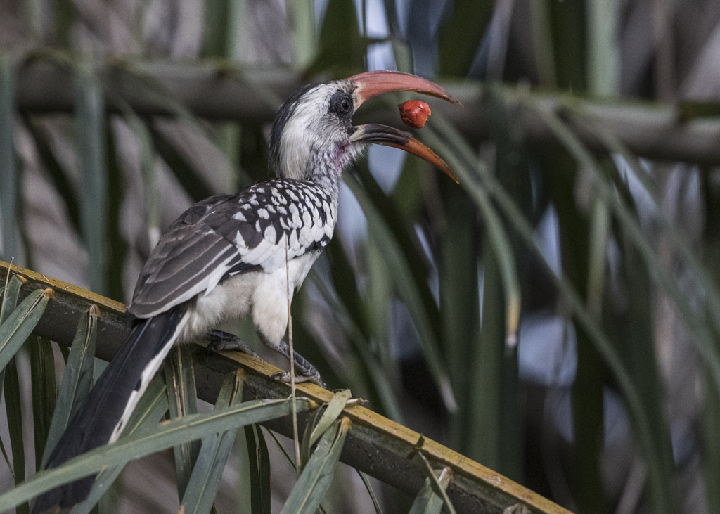 Red-billed Hornbill    Gambia 2016
