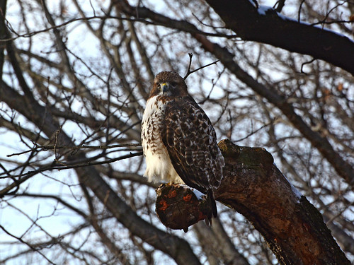 Riverside Red-Tail - 0997