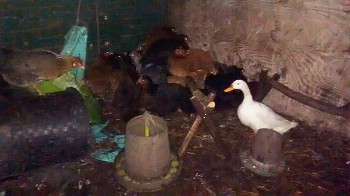 poultry in henhouse Dec 16