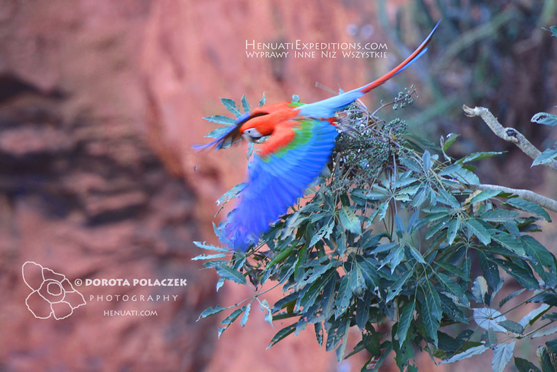 Red-and-Green Macaw (Ara chloropterus)