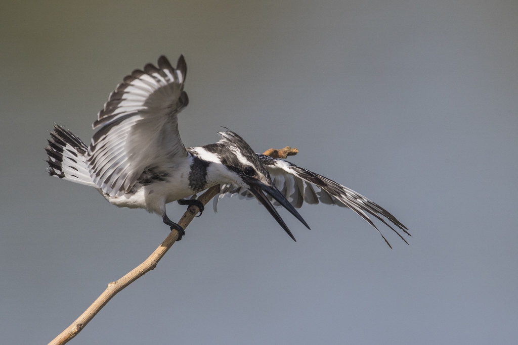 Pied Kingfishers in flight
