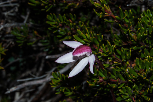 Caladenia alpina