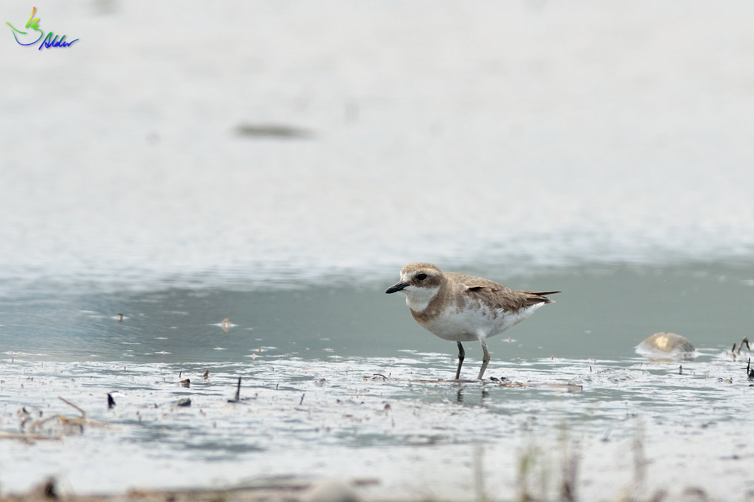 Greater_Sand_Plover_2126