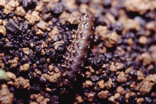 1999 ゲンジボタルの幼虫上陸