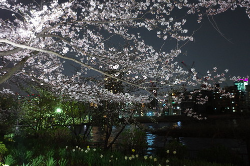 Sakura night walking 09