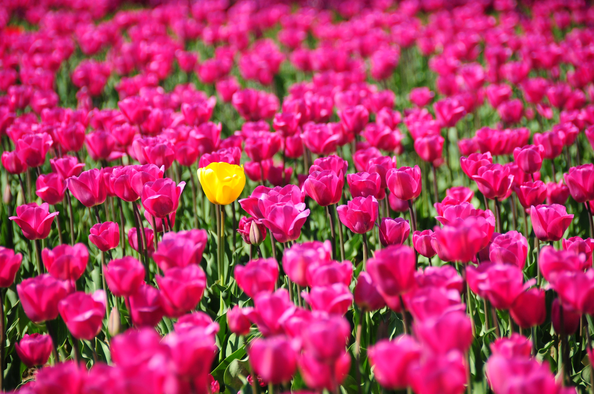red tulip in the field