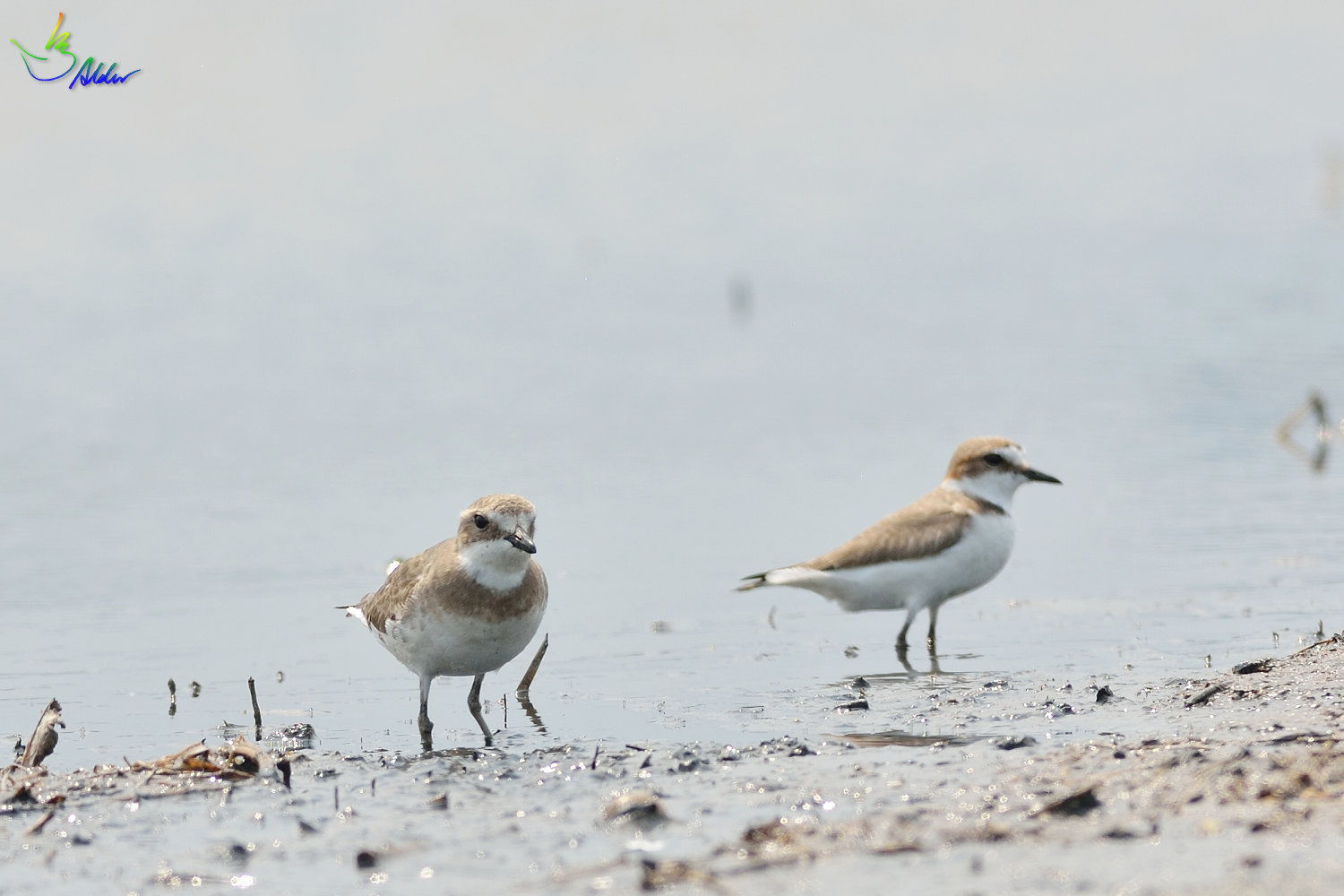 Greater_Sand_Plover_2209