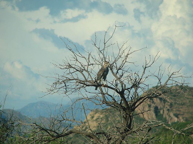 gray hawk