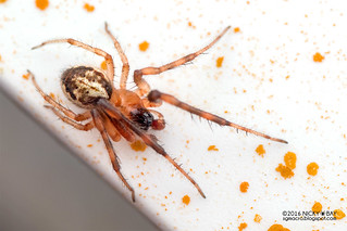 Orb weaver spider (Zygiella sp.) - DSC_5721