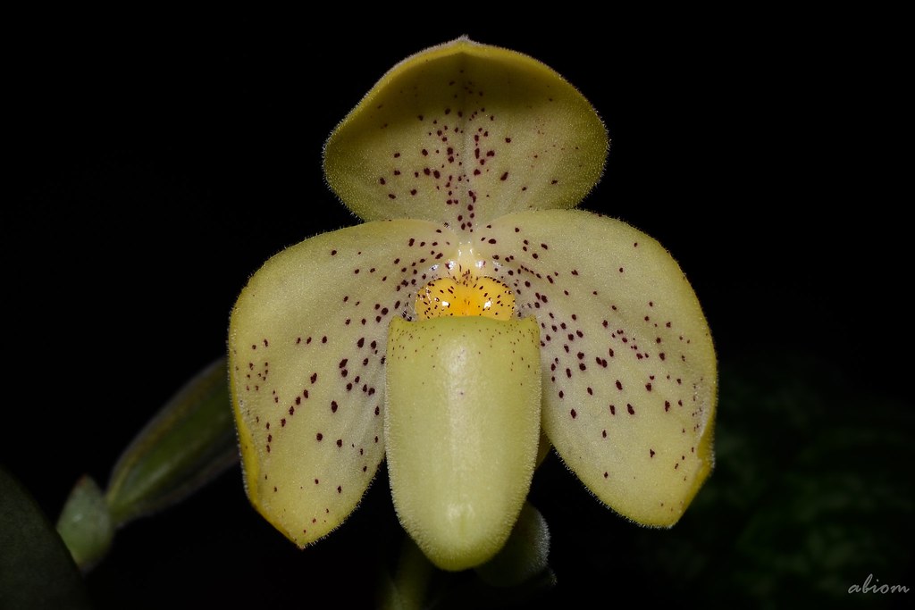Paphiopedilum concolor (2)