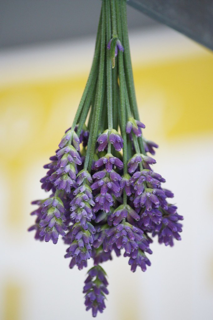laventelin kuivatus
