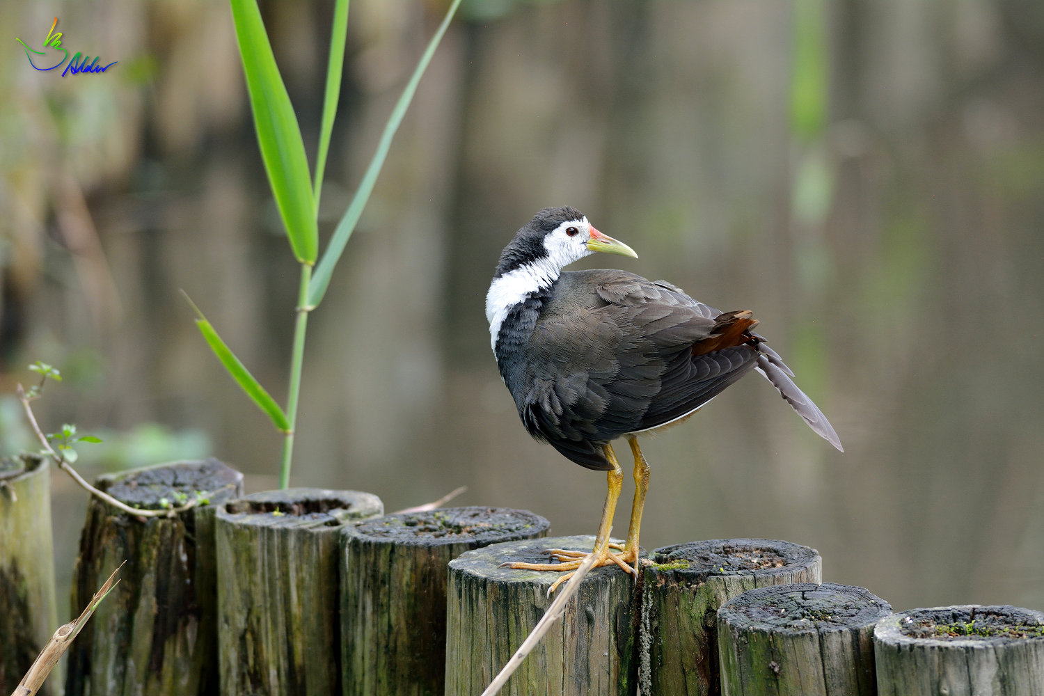 White-breasted_Waterhen_7135