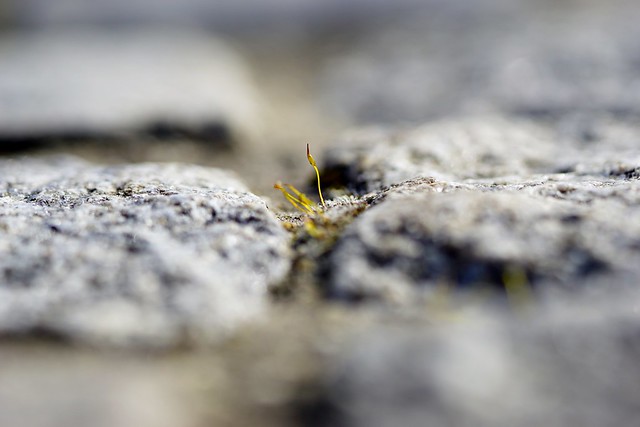 Sprouting between pavement