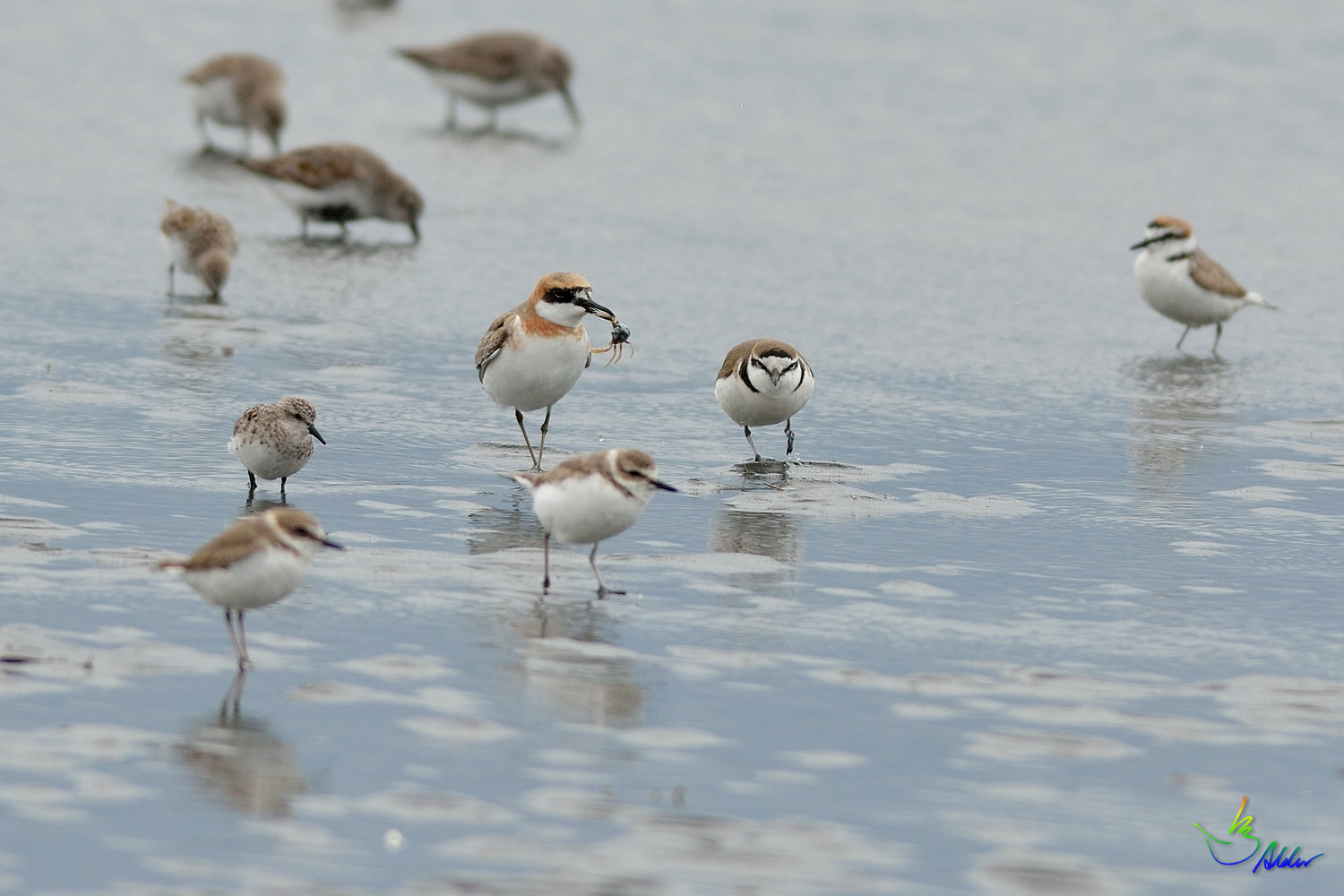 Greater_Sand_Plover_9537