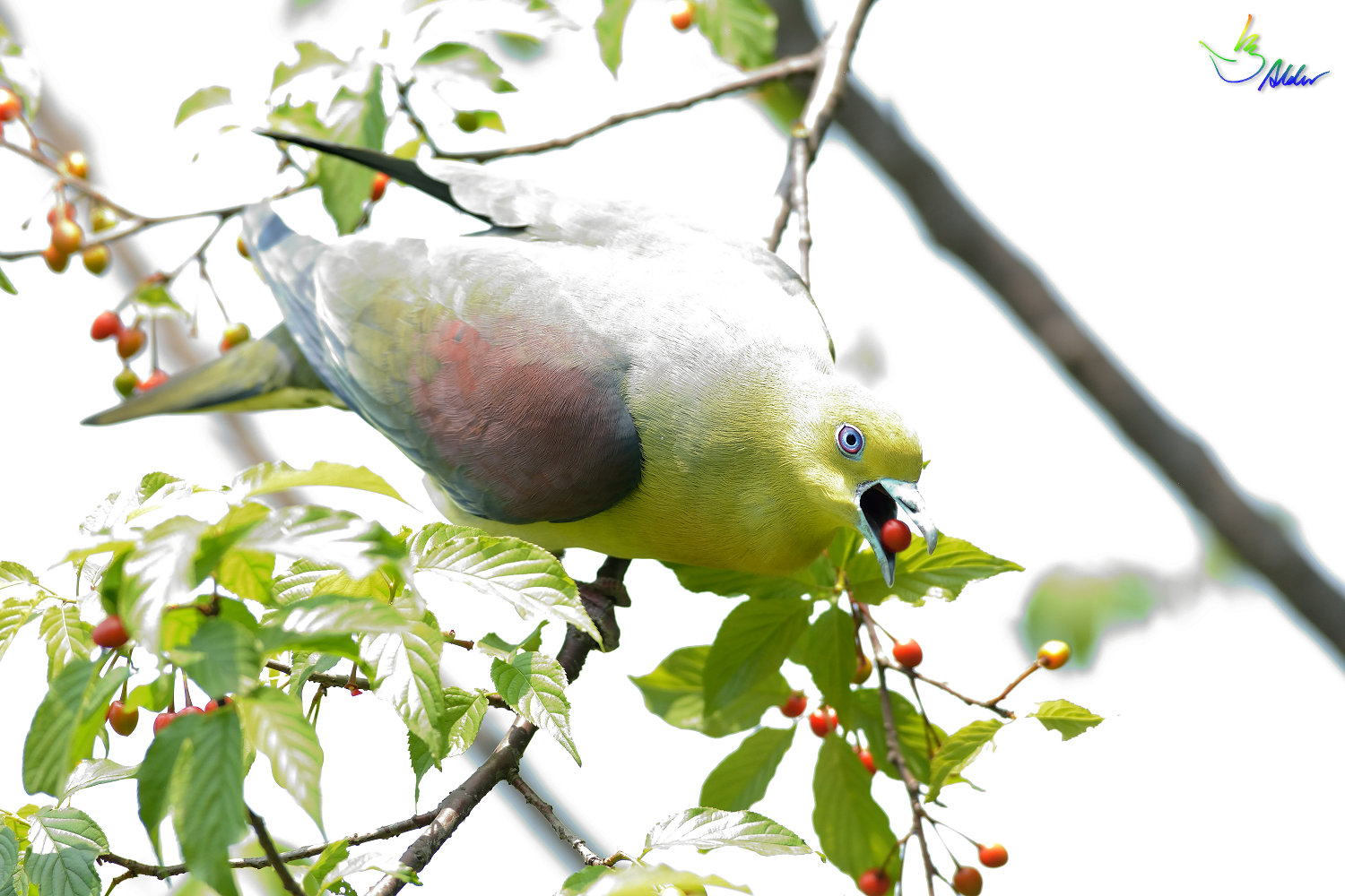 White-bellied_Green_Pigeon_5954
