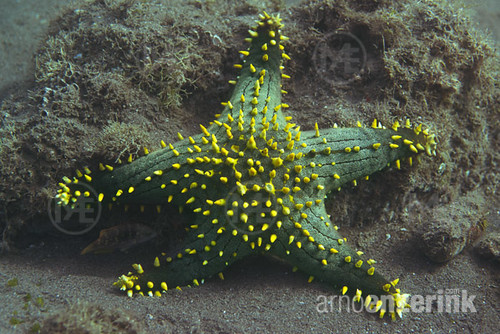 Knobbed starfish on the ocean floor