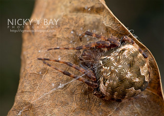 Orb Web Spider (Neoscona sp.) - DSC_6749