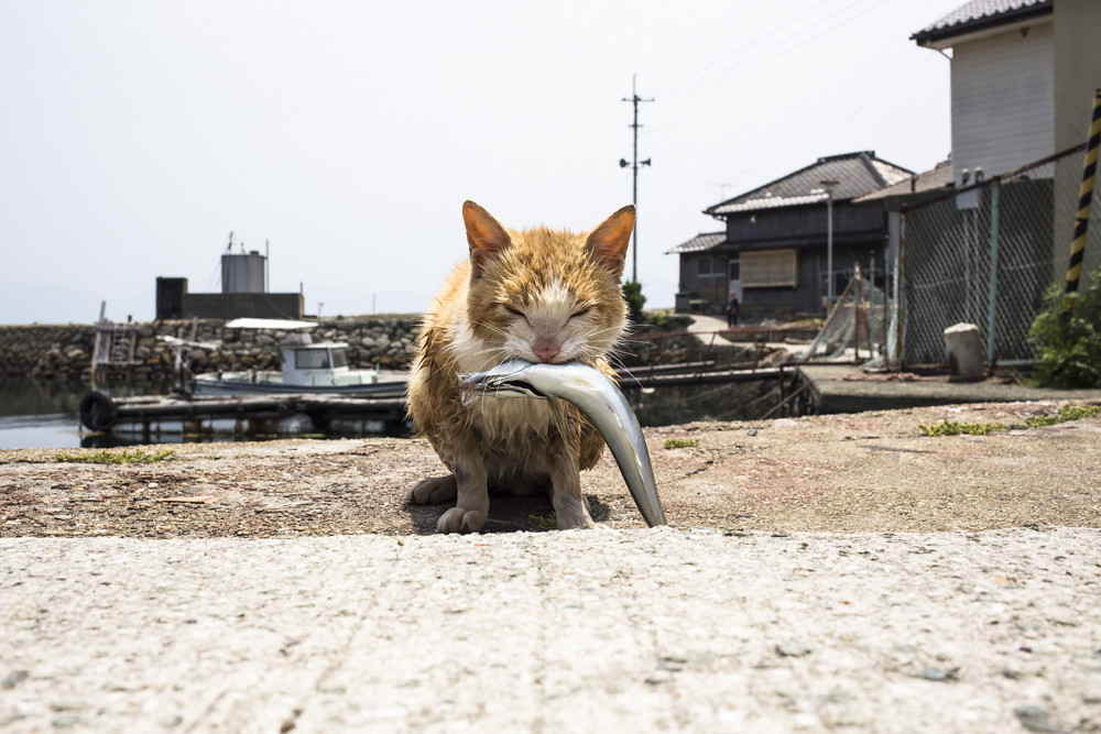 Cat Island "Aoshima"