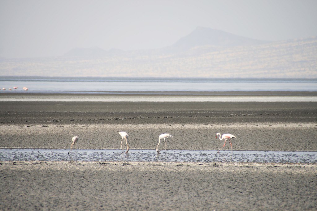 Birds Turned Into Statues At Lake Natron