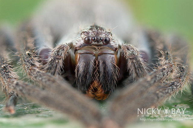 Huntsman Spider (Gnathopalystes sp.) - ESC_0143