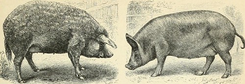 Image from page 846 of "Brockhaus' Konversations-Lexikon" (1892)