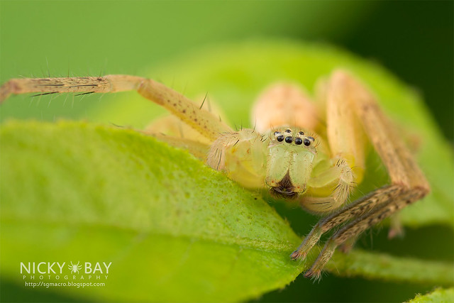 Huntsman Spider (Olios sp.) - DSC_0276