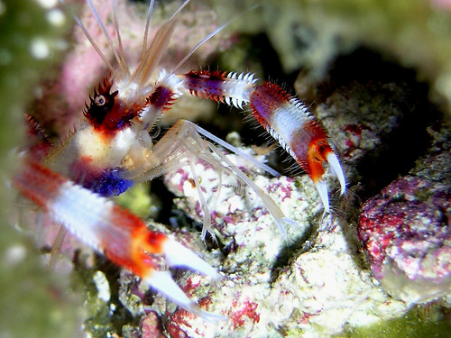 coral banded shrimp 060