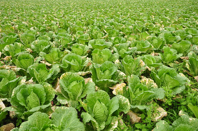 白菜！ (nappa cabbage field)