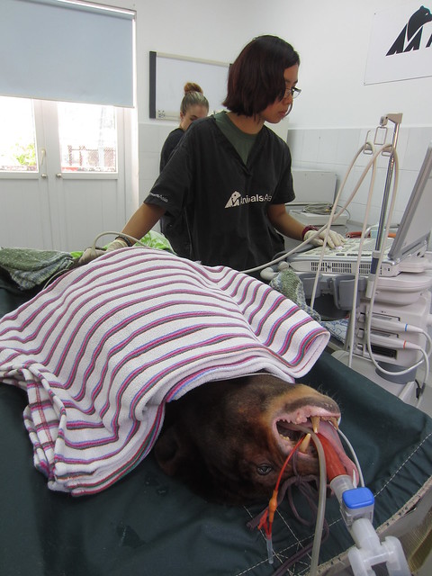 Veterinary Surgeon Weng Yan Ng doing health check for Kaffe 10