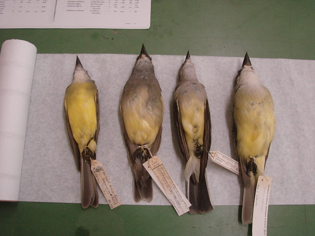 trop cass west thick billed left to right West Mexican Birds, museum skins 038