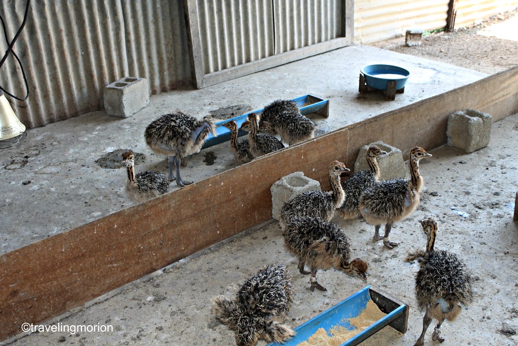 Ostrich Farm in Opol, Misamis Oriental