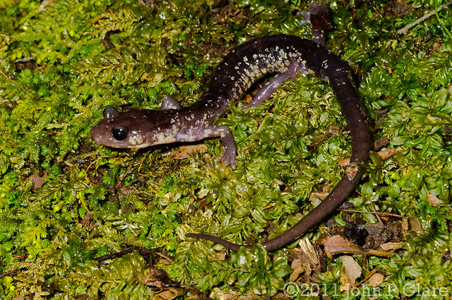 photo of a Cow Knob Salamander
