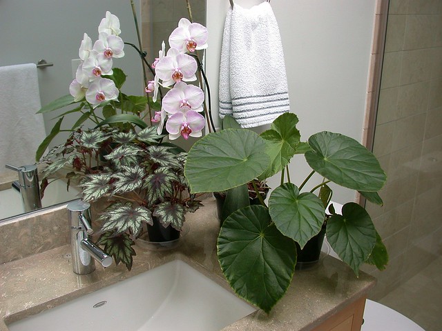 Bathroom begonias