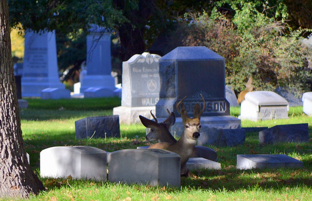 Deer at Fairmount Cemetery