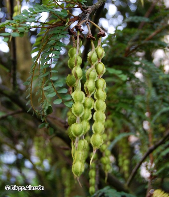 Lomentos (frutos) del Pelú, Sophora cassioides