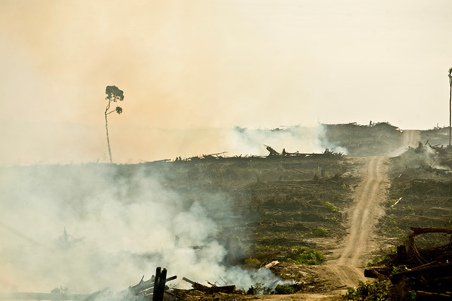photo of Indonesia deforestation